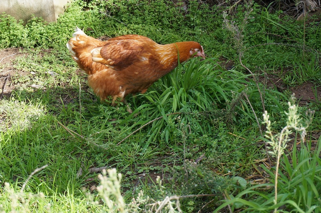 Chcikens outdoors, Pastured free range eggs