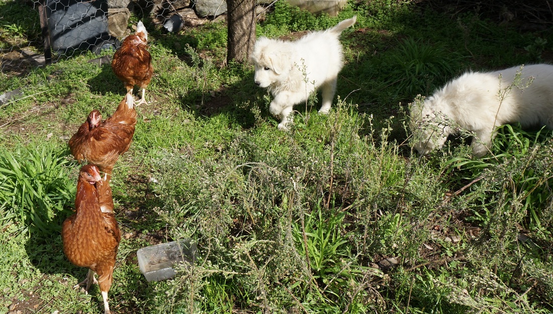 Hilltops free range chickens and Marimma dogs