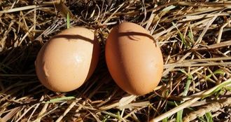 Eggs Pastured Sydney Canberra