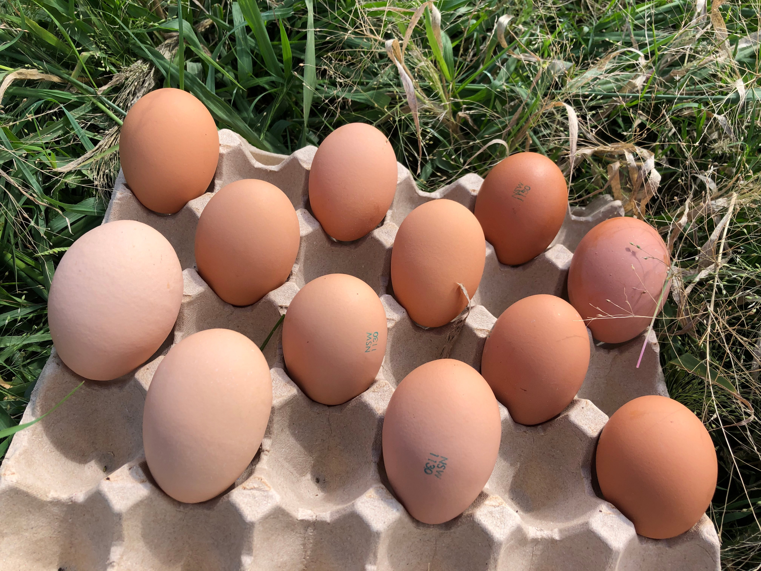 12 GIANT eggs